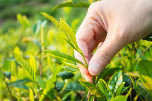 下沉市場中的黑馬 探訪茶巢奶茶，一杯茶的突圍之路