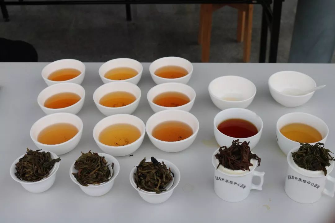 首屆廣東省評茶員技能大賽圓滿落幕，東方國際茶都飄香引才